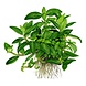 Wasserpflanze Staurogyne Repens Wasserpflanze Staurogyne Repens