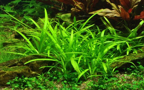 Wasserpflanze Sagittaria subulata Wasserpflanze Sagittaria subulata