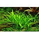 Wasserpflanze Sagittaria subulata Wasserpflanze Sagittaria subulata