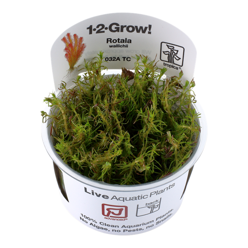 Wasserpflanze Rotala Wallichii Wasserpflanze Rotala Wallichii
