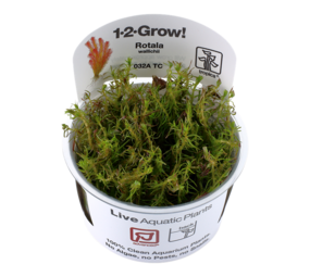 Waterplant Rotala Wallichii