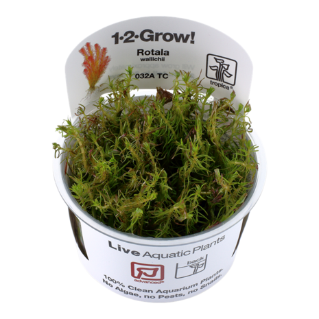 Wasserpflanze Rotala Wallichii Wasserpflanze Rotala Wallichii