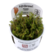 Wasserpflanze Rotala Wallichii Wasserpflanze Rotala Wallichii