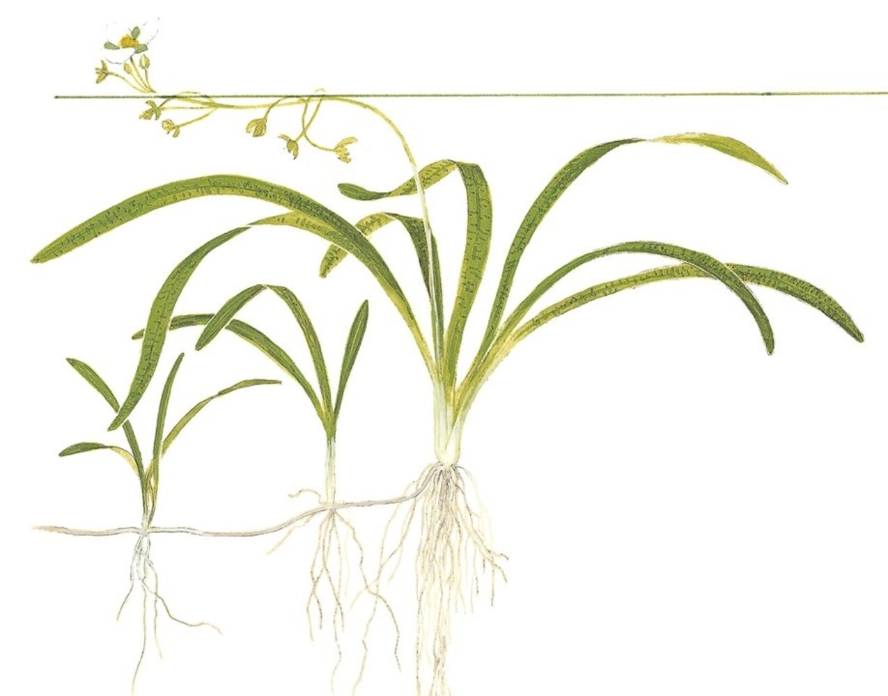 Wasserpflanze Sagittaria subulata Wasserpflanze Sagittaria subulata