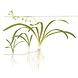 Wasserpflanze Sagittaria subulata Wasserpflanze Sagittaria subulata