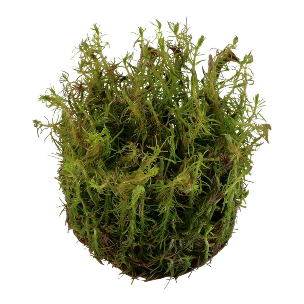 Wasserpflanze Rotala Wallichii Wasserpflanze Rotala Wallichii