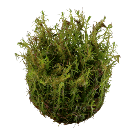Wasserpflanze Rotala Wallichii Wasserpflanze Rotala Wallichii