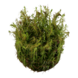 Wasserpflanze Rotala Wallichii Wasserpflanze Rotala Wallichii