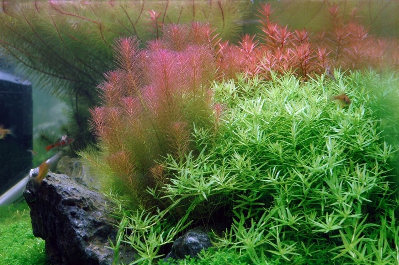 Wasserpflanze Rotala Wallichii Wasserpflanze Rotala Wallichii