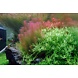 Wasserpflanze Rotala Wallichii Wasserpflanze Rotala Wallichii