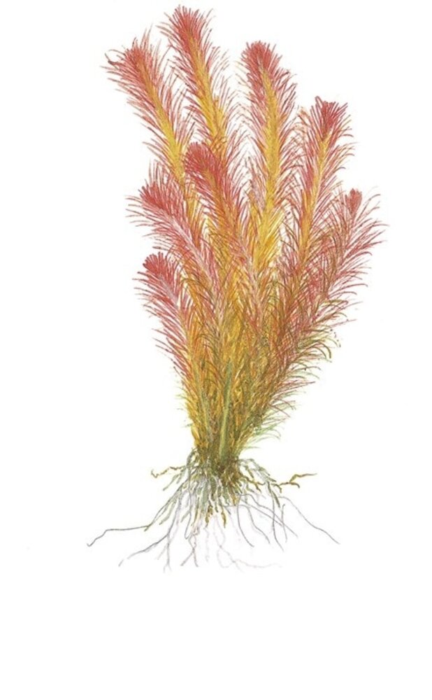 Wasserpflanze Rotala Wallichii Wasserpflanze Rotala Wallichii