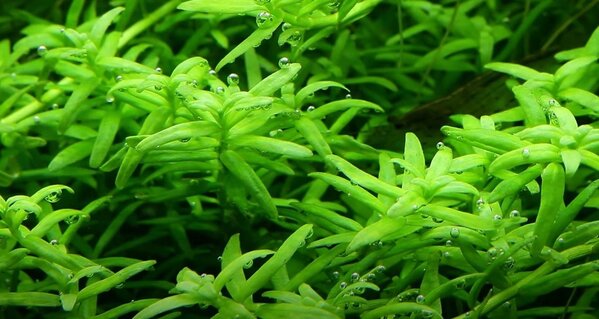 Wasserpflanze Rotala Rotundifolia Grün