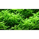 Wasserpflanze Rotala Rotundifolia Grün