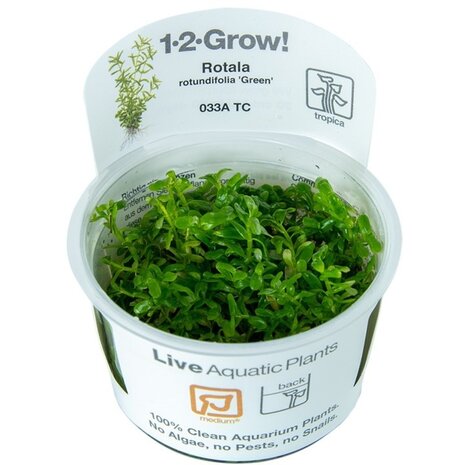 Wasserpflanze Rotala Rotundifolia Grün