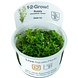 Wasserpflanze Rotala Rotundifolia Grün