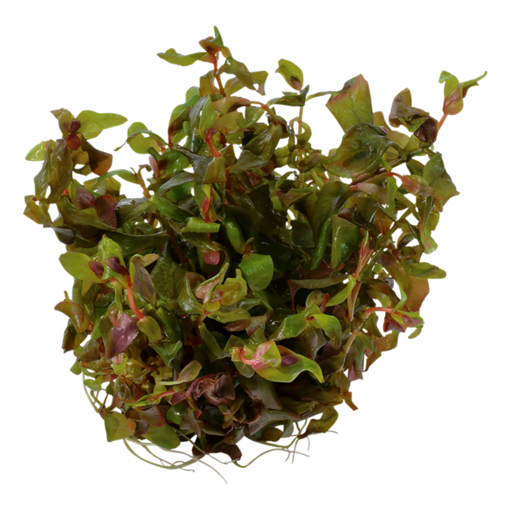 Wasserpflanze Rotala Macrandra Wasserpflanze Rotala Macrandra