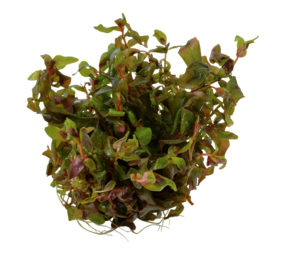 Waterplant Rotala Macrandra