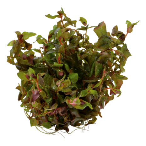 Wasserpflanze Rotala Macrandra Wasserpflanze Rotala Macrandra