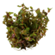 Wasserpflanze Rotala Macrandra Wasserpflanze Rotala Macrandra