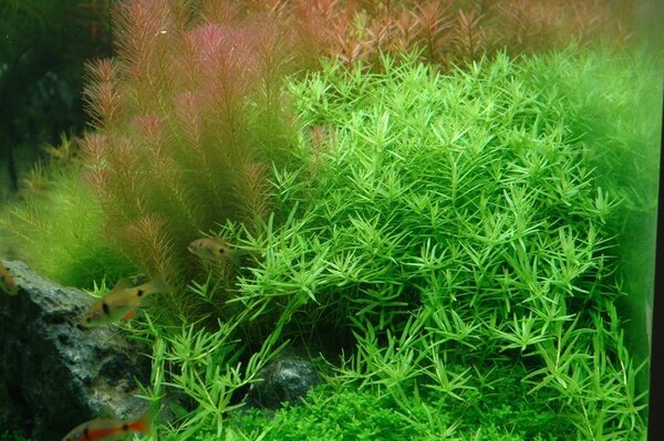 Wasserpflanze Rotala Rotundifolia Grün