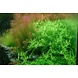 Wasserpflanze Rotala Rotundifolia Grün