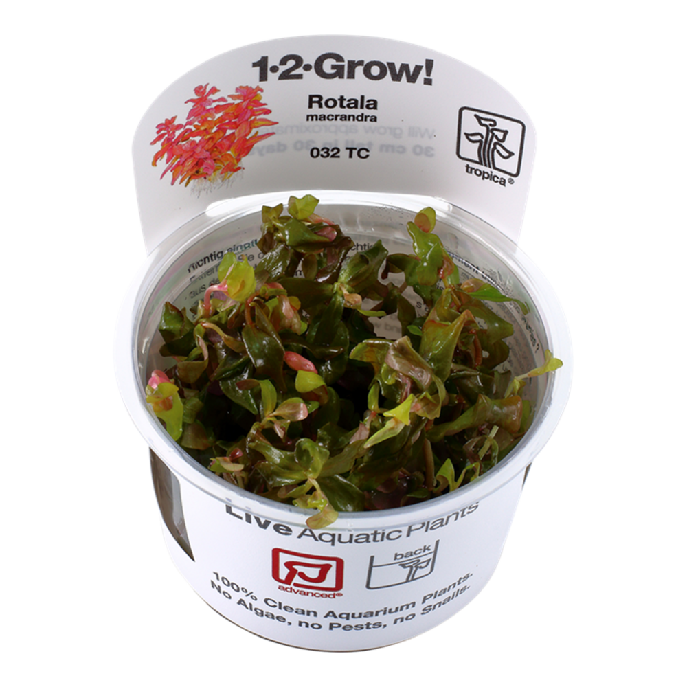 Wasserpflanze Rotala Macrandra Wasserpflanze Rotala Macrandra