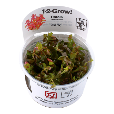 Wasserpflanze Rotala Macrandra Wasserpflanze Rotala Macrandra