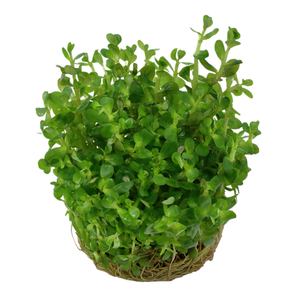 Wasserpflanze Rotala Indica Bonsai Wasserpflanze Rotala Indica Bonsai