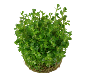 Waterplant Rotala Indica Bonsai