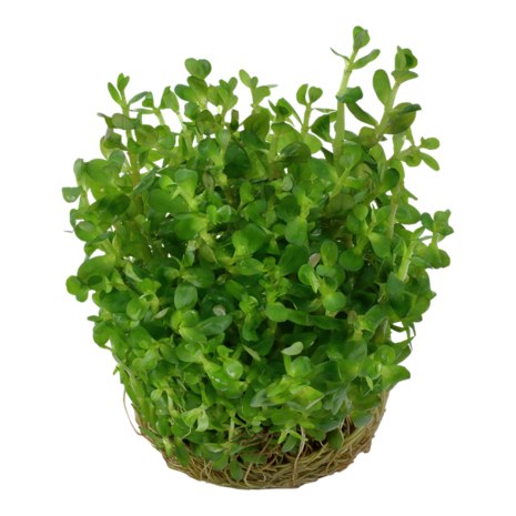 Wasserpflanze Rotala Indica Bonsai Wasserpflanze Rotala Indica Bonsai