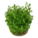 Wasserpflanze Rotala Indica Bonsai Wasserpflanze Rotala Indica Bonsai