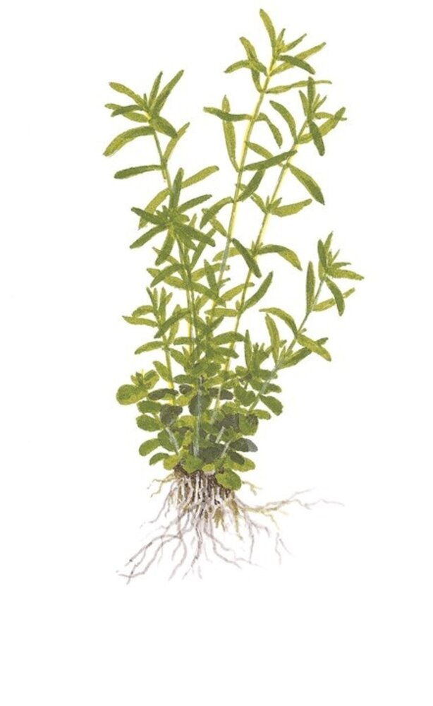 Wasserpflanze Rotala Rotundifolia Grün