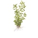 Wasserpflanze Rotala Rotundifolia Grün