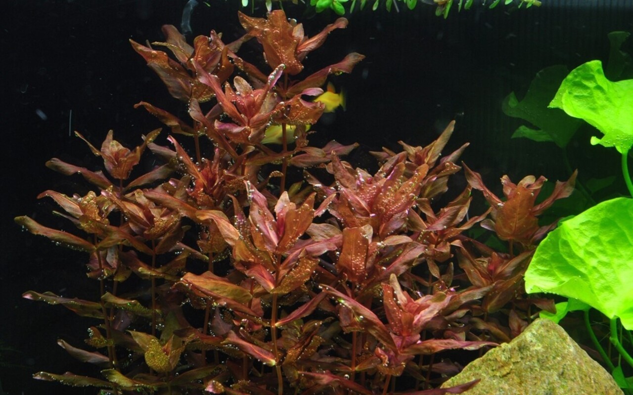 Wasserpflanze Rotala Macrandra Wasserpflanze Rotala Macrandra