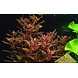 Wasserpflanze Rotala Macrandra Wasserpflanze Rotala Macrandra