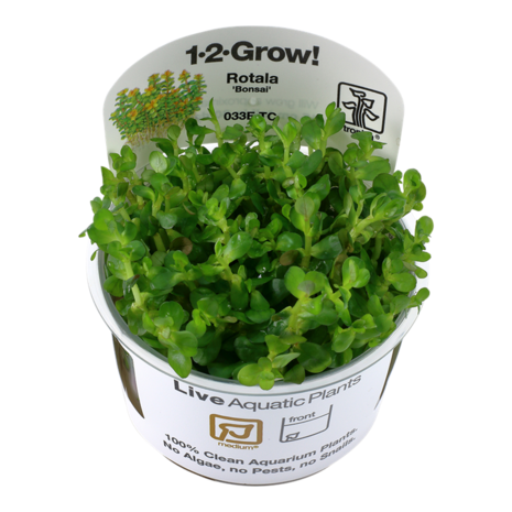 Wasserpflanze Rotala Indica Bonsai Wasserpflanze Rotala Indica Bonsai