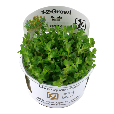 Waterplant Rotala Indica Bonsai