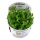 Wasserpflanze Rotala Indica Bonsai Wasserpflanze Rotala Indica Bonsai