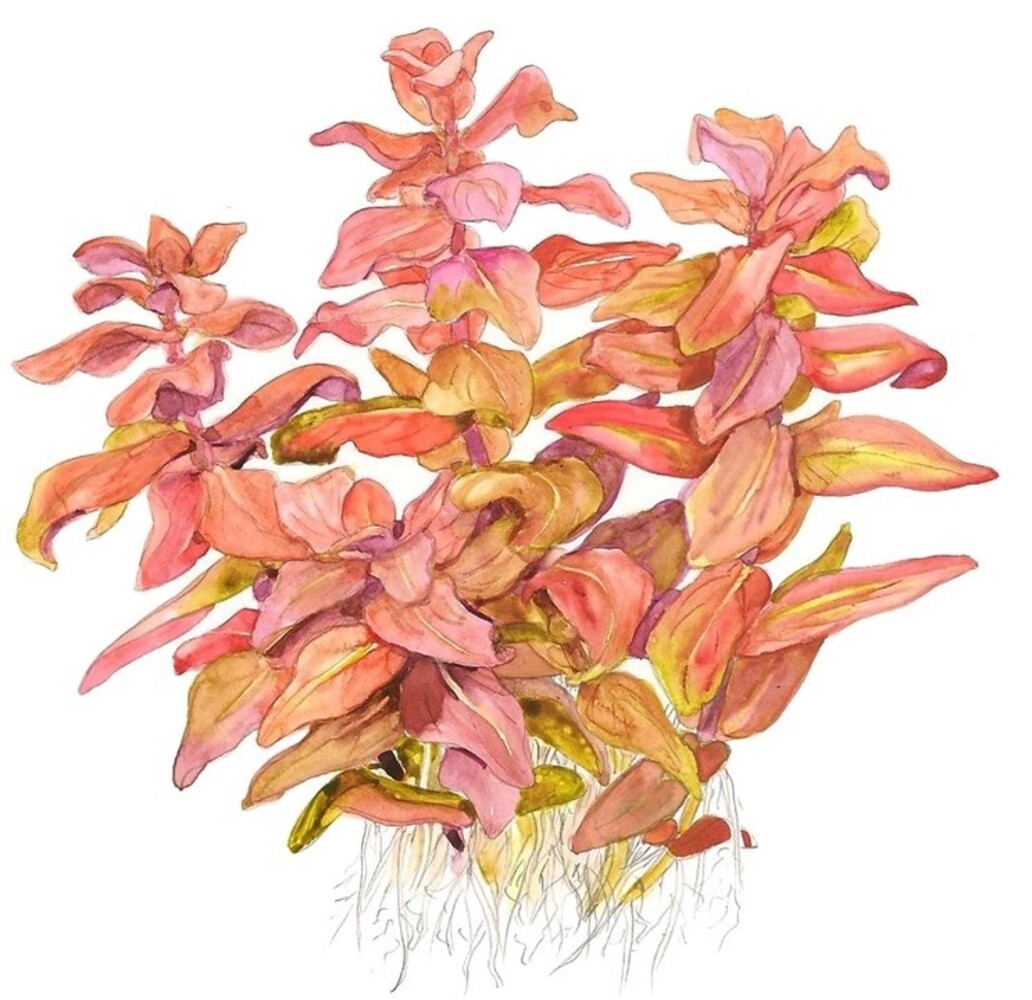 Wasserpflanze Rotala Macrandra Wasserpflanze Rotala Macrandra