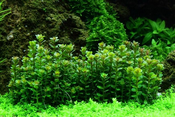 Wasserpflanze Rotala Indica Bonsai Wasserpflanze Rotala Indica Bonsai
