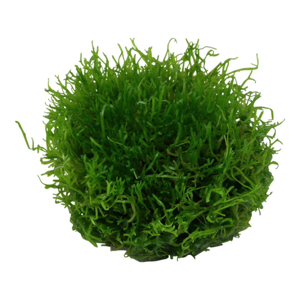 Wasserpflanze Riccia Fluitans