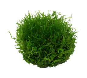 Wasserpflanze Riccia Fluitans Wasserpflanze Riccia Fluitans