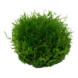 Wasserpflanze Riccia Fluitans