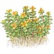 Wasserpflanze Rotala Indica Bonsai Wasserpflanze Rotala Indica Bonsai