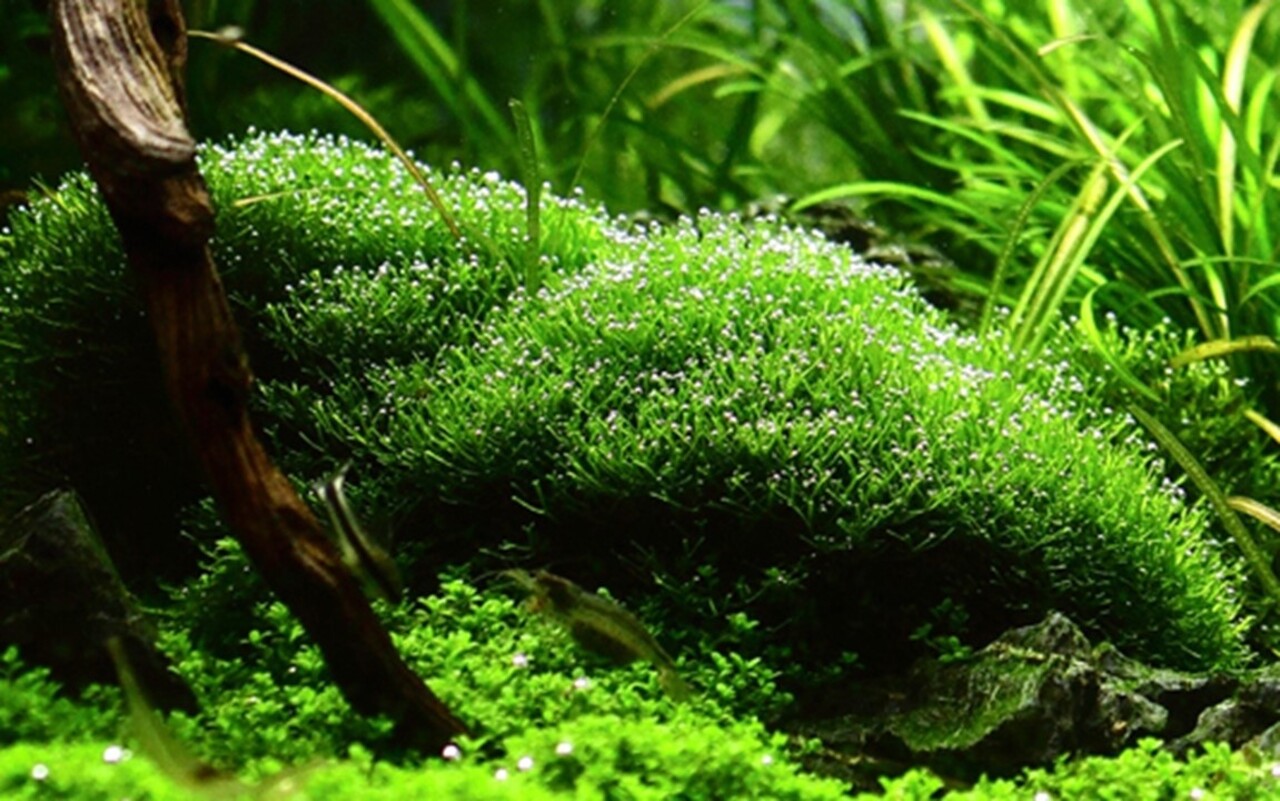 Wasserpflanze Riccia Fluitans