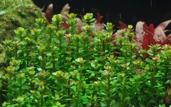 Wasserpflanze Rotala Indica Bonsai Wasserpflanze Rotala Indica Bonsai
