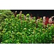 Wasserpflanze Rotala Indica Bonsai Wasserpflanze Rotala Indica Bonsai