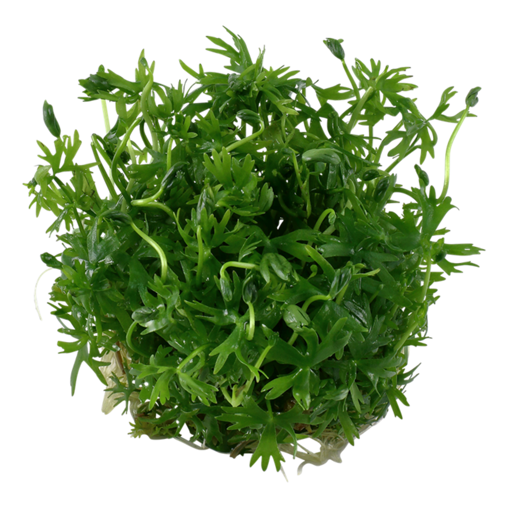 Wasserpflanze Ranunculus Inundatus