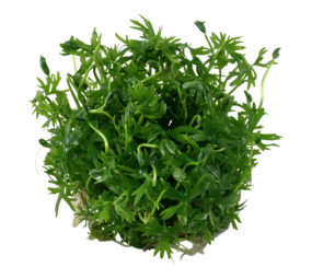 Wasserpflanze Ranunculus Inundatus Wasserpflanze Ranunculus Inundatus