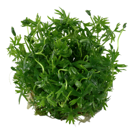 Wasserpflanze Ranunculus Inundatus